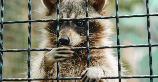raccoon in cage